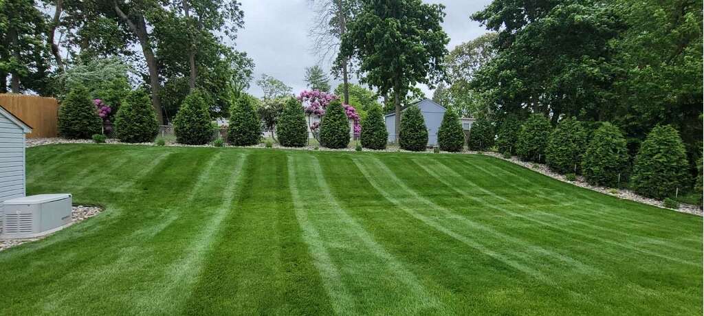 Striped lawn framed by shaped evergreens