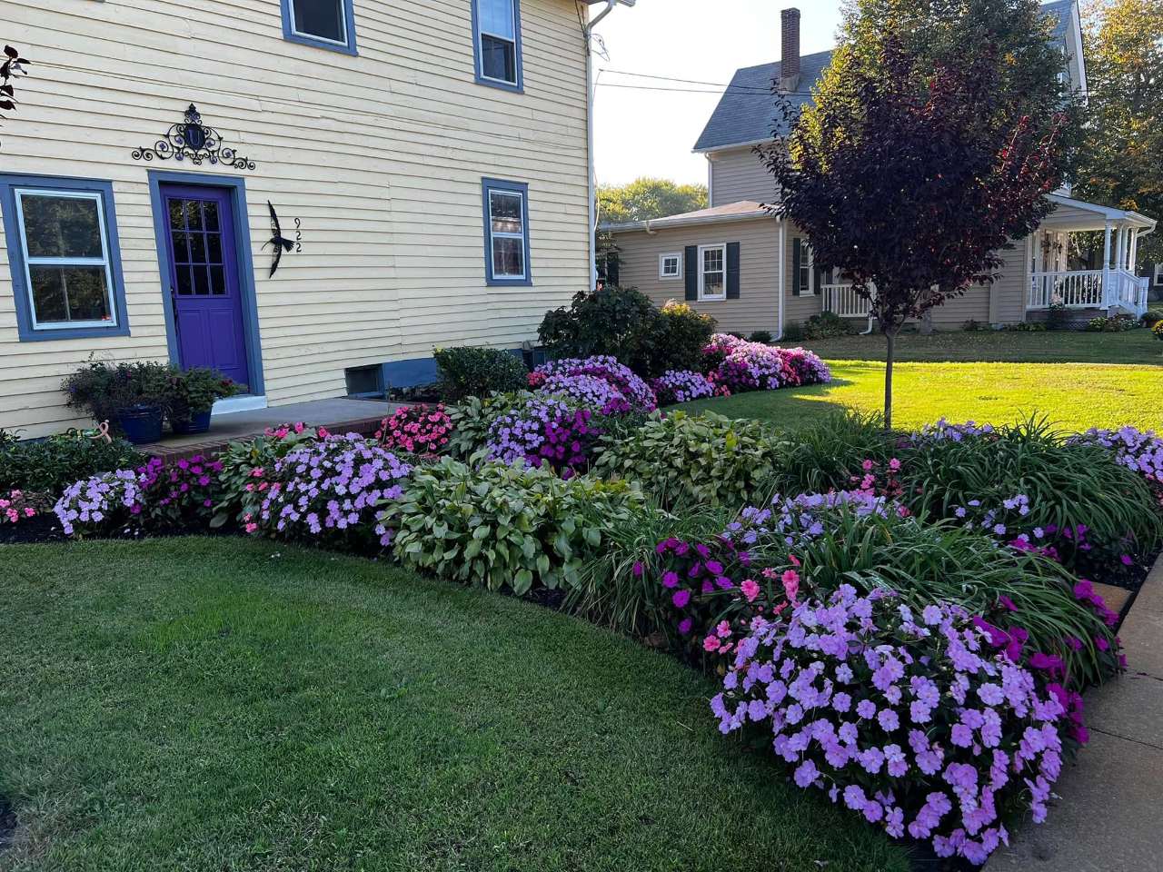 Purple and pink annual bed along a farmhouse walk